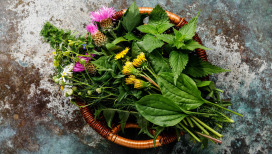 Essbare Wildpflanzen